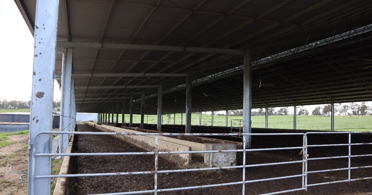 Custom made feedlots by ABC Sheds. 