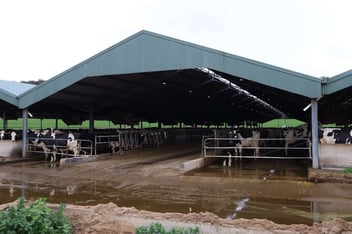 Feedlot shelter by ABC Sheds.