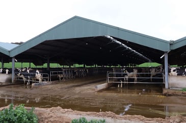 Feedlot shelter by ABC Sheds.