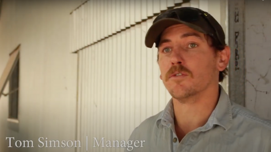 Hear from Tom Simson about the shed we built for their sheep shearing business.